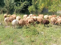 Koç, Koyunlar — foto 2