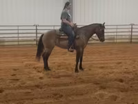 母马, Quarter Horse — 照片 4