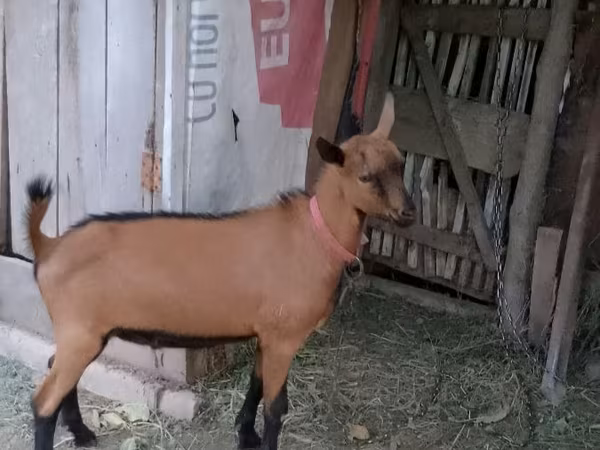 Jarac, Alpine goat