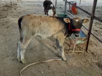 Lembu jantan, Cattle — foto 1