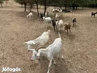 Kambing jantan, Goats — foto 3