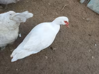 Ducks — foto 3