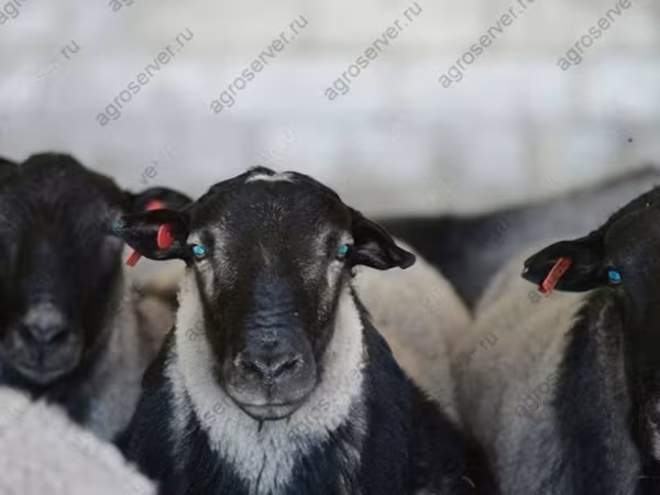 Berbec, Dorper sheep
