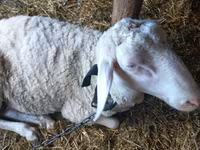 Kambing jantan, Awassi sheep — foto 3