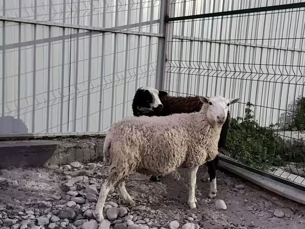 Sheep, Arashan sheep
