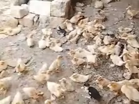 Ducks — عکس 1