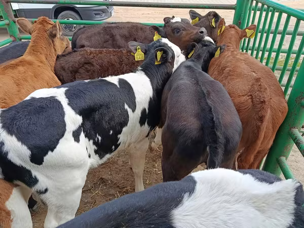Cow, Limousin cow