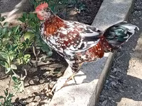 Chickens — รูปภาพ 2