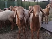 قوچ, Rhon sheep — عکس 5