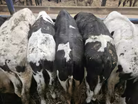 گاو نر, Russian Black pied cattle — عکس 2