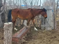 Merrie, Kazakh horse — foto 5