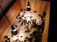 Quails — 照片 1