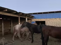 گھوڑے (گروپ، جنس مذکور نہیں), گھوڑے — تصویر 1