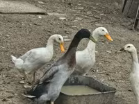 Geese — foto 4