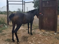 Hengst, Thoroughbred horse — Foto 8