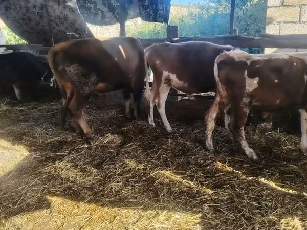 암소, Simmental cattle