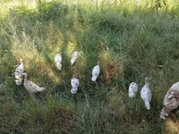 Turkeys — Foto 4