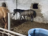 Kuda jantan, Horses — foto 3