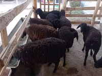 Får, Tajik sheep — foto 2