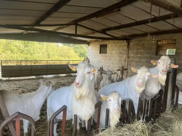 Kozel, Saanen goat