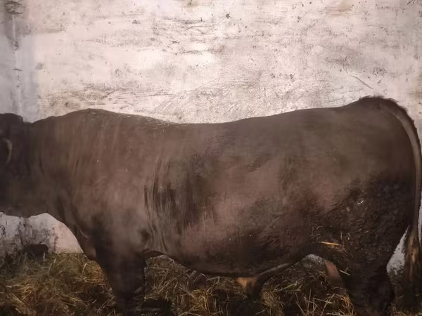 Tyre, Charolais cattle