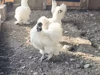 सिल्की — फ़ोटो 4