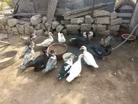 Ducks — عکس 2