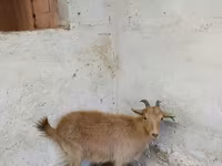 Kambing betina, Saanen goat — foto 3