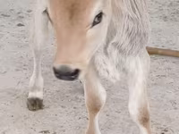 सांड, Swiss cattle — फ़ोटो 2