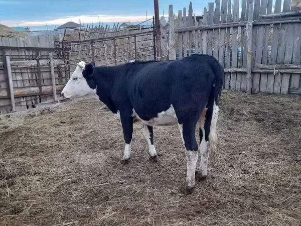 วัวตัวเมีย, Russian Black pied cattle