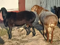 Ram, Tian-Shan semifinewool sheep — photo 1