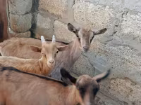 Ri’ dhaddig, Saanen goat — sawirka 1