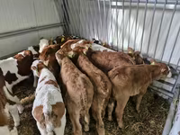 Skot (série, pohlaví neuvedeno), Simmental cattle — foto 3