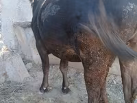 গাভী, আলাতাউস্কায় প্রজাতি — ছবি 3