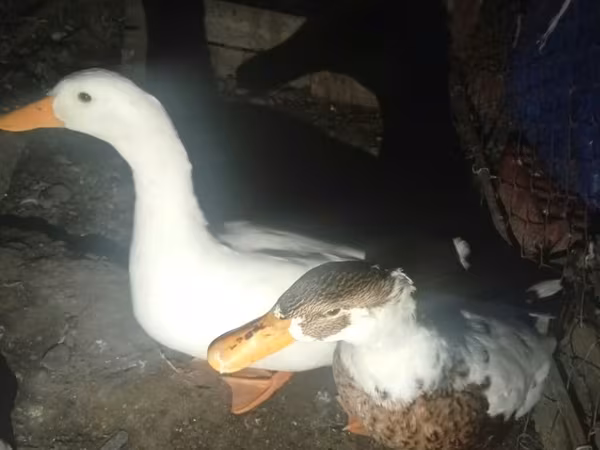 Ducks