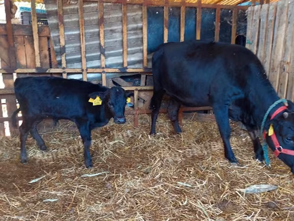 Mucca, Bovini