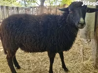 Wad, Cameroon sheep — sawirka 3