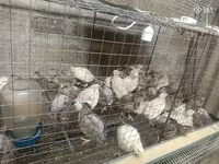 Quails — تصویر 1