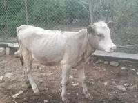 Ko, Simmental cattle — foto 3