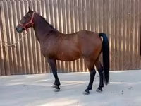 Hingst, Lipizzaner — foto 1