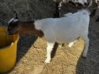 Kozioł, Nigerian dwarf goats — zdjęcie 1