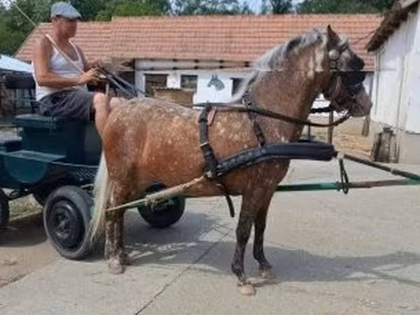 Klisna, Berber horse