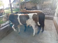 گاو نر, Swiss cattle — عکس 3