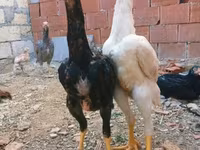 Chickens — عکس 3