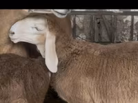 Kambing jantan, Arashan sheep — foto 4