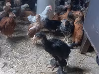 Chickens — foto 4