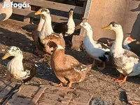 Ducks — zdjęcie 3