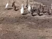 Ducks — акс 3