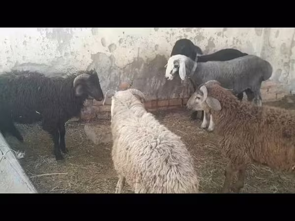 قوچ, گوسفند
