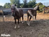 Hingst, Heste — foto 4